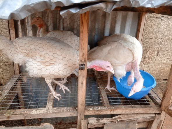 A picture of Turkey
