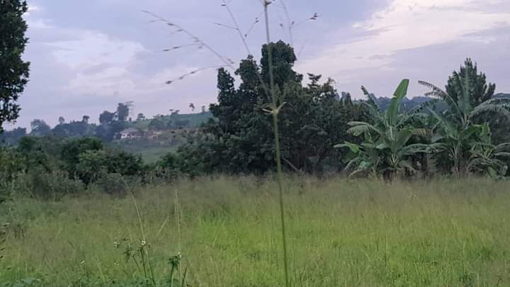 Ruhwenza J.