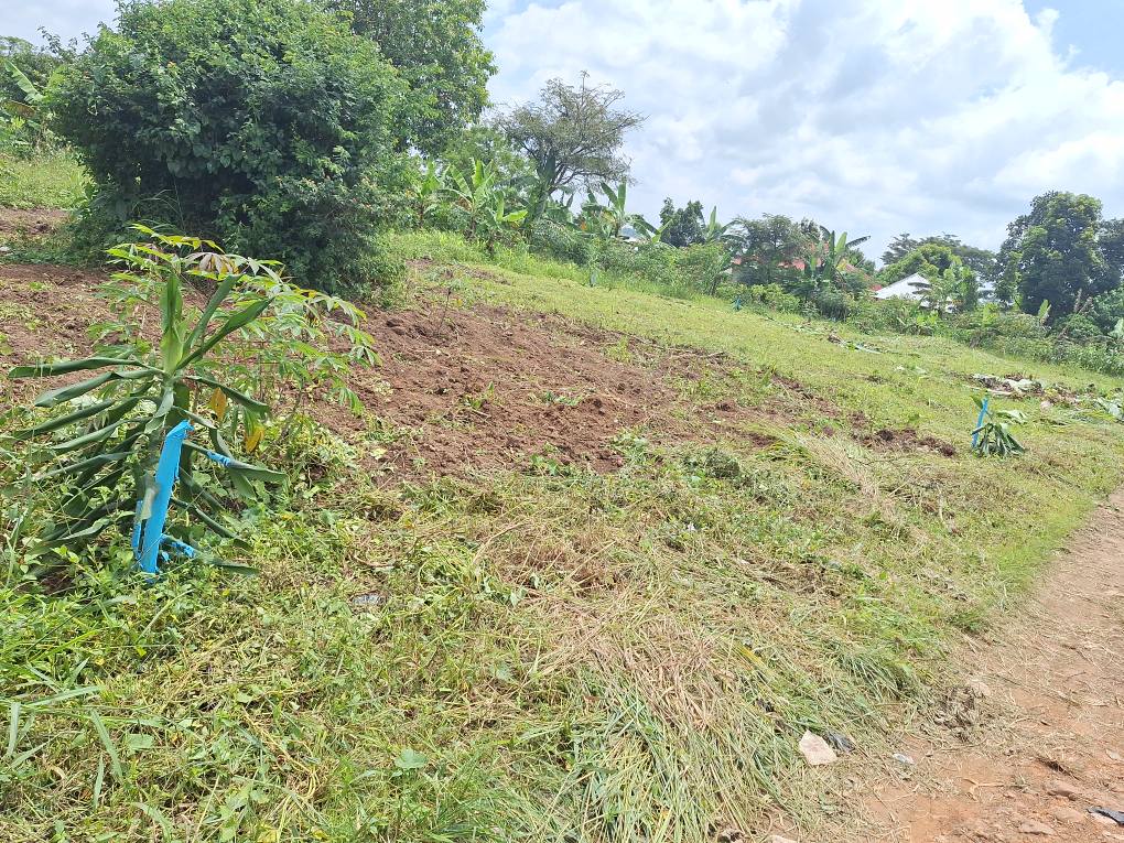 A picture of Cheap plots