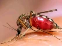 A picture of Mashine za kuua mbu mosquito killer 0687369088