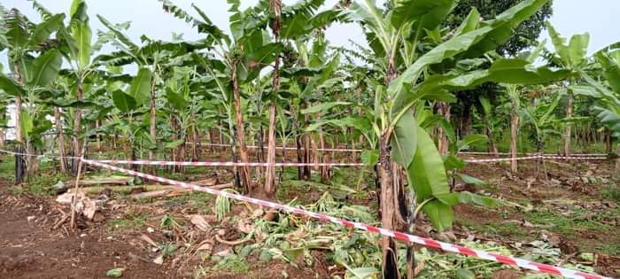 A picture of Plots available