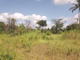 A picture of SHAMBA HEKA 20 LINA UZWA LIPO MZENGA MKOA WA PWANI