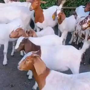 A picture of FEW GOATS REMAINING FOR GRAB WITH FREE DELIVERIES DONE MAY