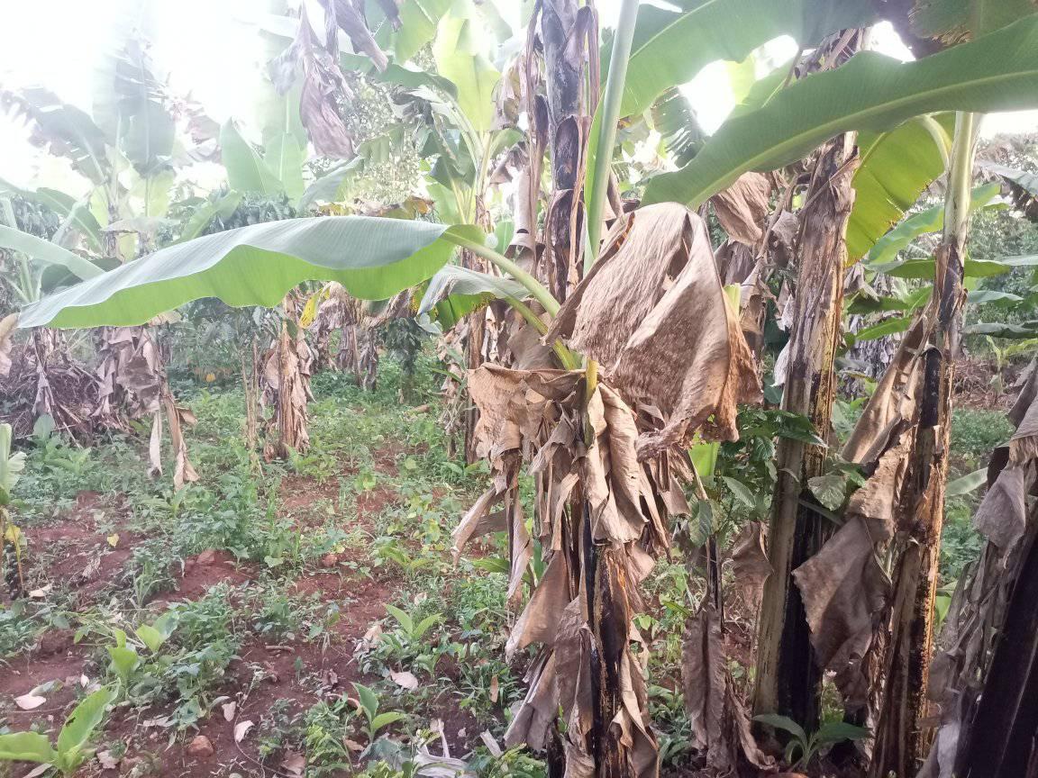 A picture of Any one in need of plot and big land in