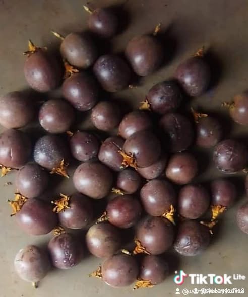 A picture of Passion fruit seedlings