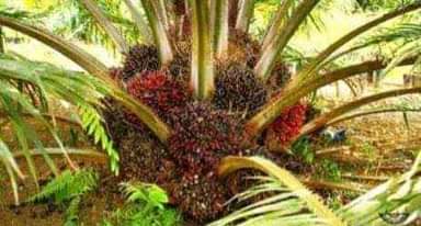 A picture of Hybrid Tenera Oil Palm
