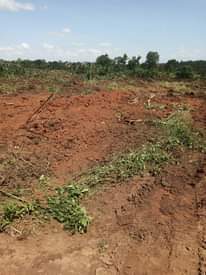 A picture of Matugga gombe Quick sale16.5m busubuzi price 16.5m money needed before
