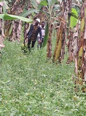 A picture of 15 acres for sale price 20m per acre location buwalula