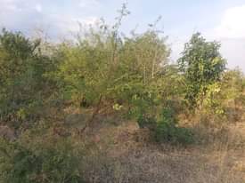 A picture of shamba linauzwa lipo bagamoyo kiwangwa bago