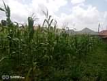 A picture of 25 Decimals 100 100 in Entebbe City at 85m with