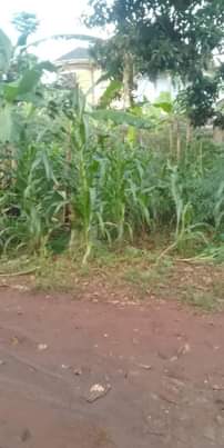 A picture of Land