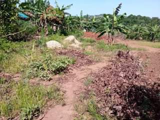 A picture of Plot 25 100ft for sale in Nakaseke Kapeeka Kaaso village