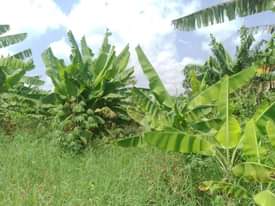 A picture of 3.5 FERTILE ACRES FOR SALE IN NAKASEKE KAPEEKA KAKINZI VILLAGE
