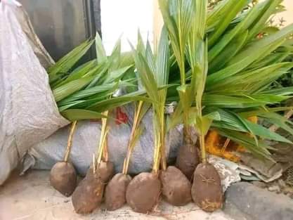 A picture of Palm s