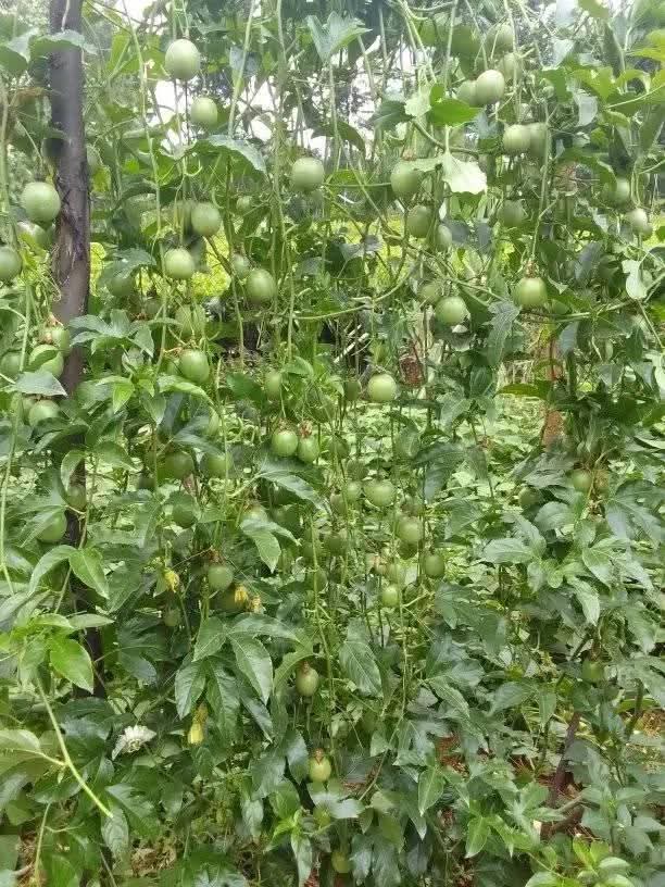 seedlings