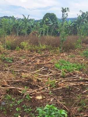 A picture of 15 acres for sale price 20m per acre location buwalula