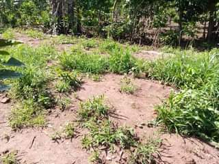 A picture of Plot 25 100ft for sale in Nakaseke Kapeeka Kaaso village