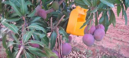 A picture of Grafted mango seedlings in all varieties Tommy artikines Takataka Apple