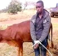 A picture of Salongo Mugabii still continues to solve love issues catching thieves