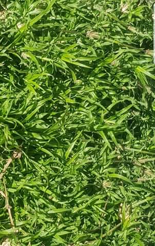 grass