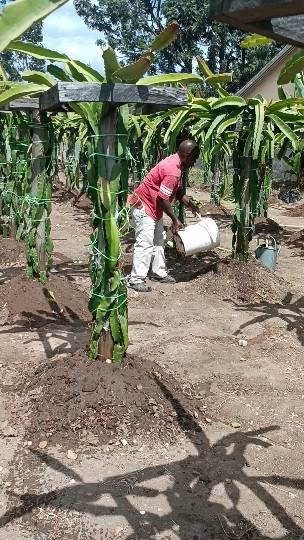 seedlings