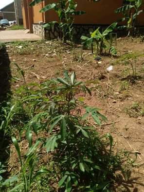 A picture of ANTI MR PROPERTY MANAGEMENT PLOT FOR SALE LOCATED AT MUNYONYO