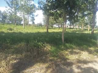 houses runda