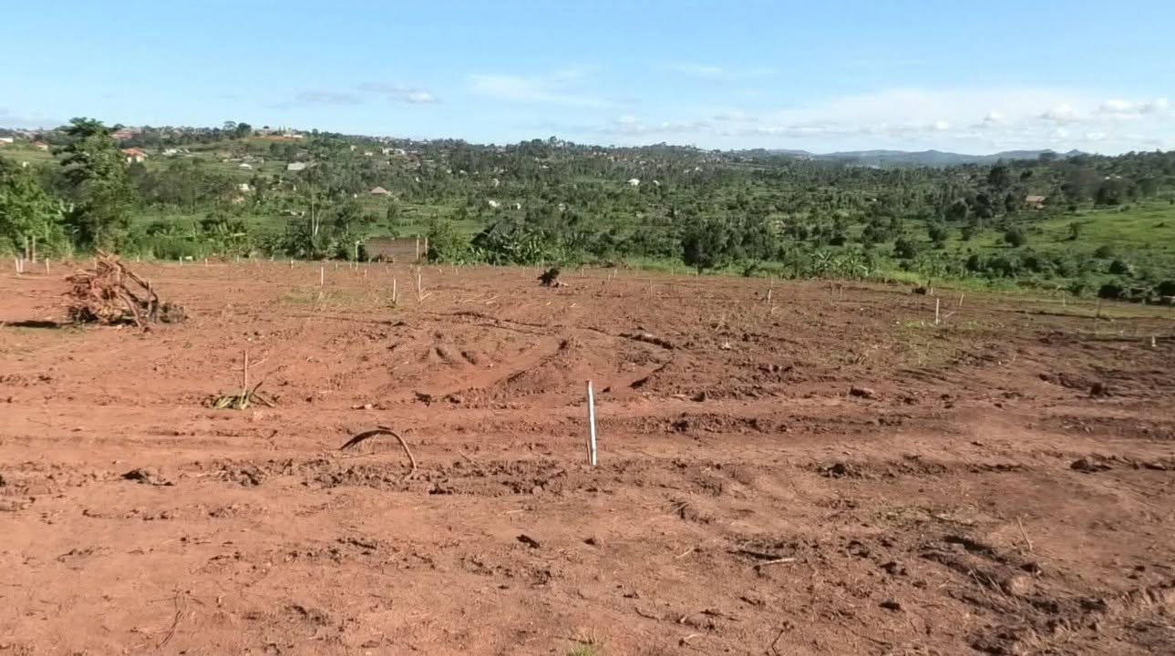 A picture of Affordable Plots
