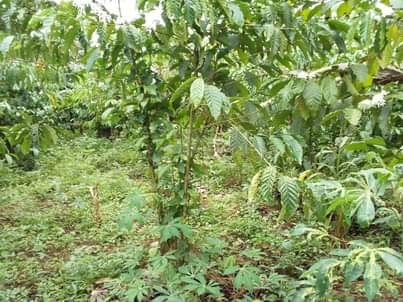 A picture of 1 FERTILE ACRE FOR SALE IN NAKASEKE KAPEEKA BUKAKALA VILLAGE