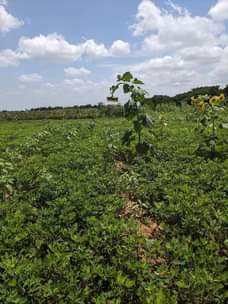 A picture of Shamba linauzwa Mpunguzi Dodoma