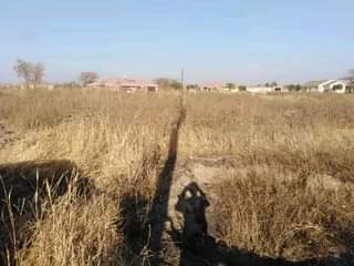 stands