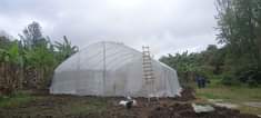 A picture of GREEN HOUSE 10 15