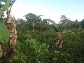 A picture of 90ft by 180ft for sale at 20 millions by owner