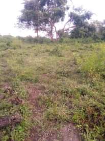A picture of Shamba la eka 20 linauzwa