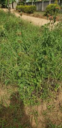 A picture of 3Plots for sale located garuga entebbe road just one km
