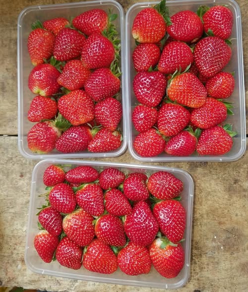 A picture of Fruits vegitables supplier