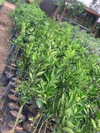 A picture of Fruit seedlings