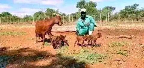 A picture of FEW GOATS REMAINING FOR GRAB WITH FREE DELIVERIES DONE ACROSS