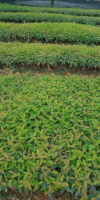 A picture of Cutting GU7 eucalyptus
