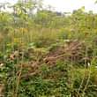 A picture of 2 arces on quick sale at luwero kakooge all at
