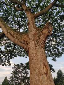 A picture of Omuwaffe tree