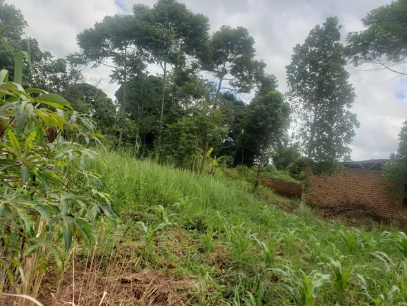 uganda plots