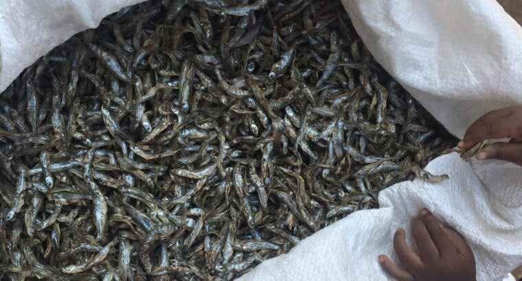 A picture of Omena dried raw Wholesale Kumbu zimekauka kwa bei ya jumla.