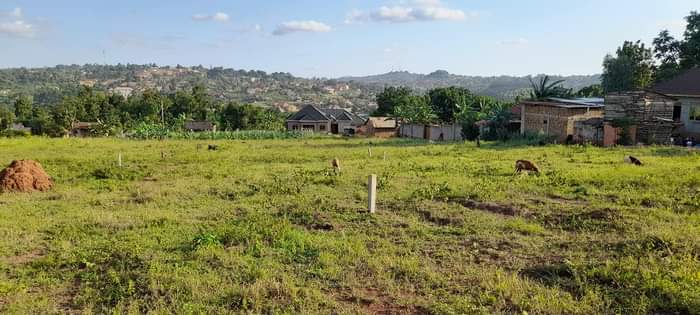 A picture of Cheap plots