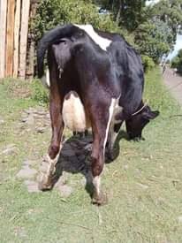 A picture of Milkers