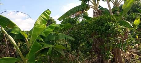 A picture of 3 5arces kibanja
