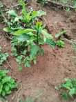 A picture of Land for sale
