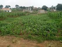 A picture of A plot for sale at Seguku Katale village Bukwenda