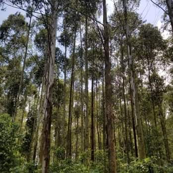A picture of ELECTRICITY POLES FOR SALE IN KYANGWARI DISTRICT