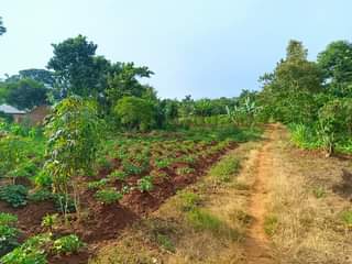 A picture of  2Arces for sale at Nsanja mukono katosi road..good for